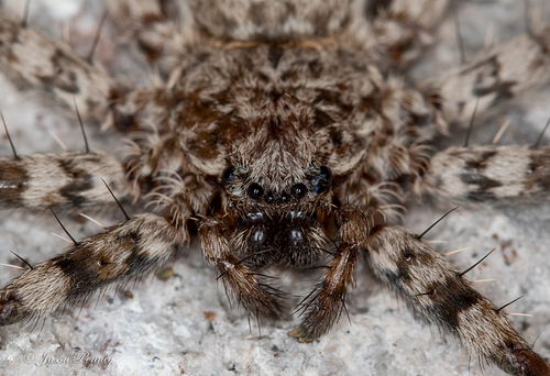 Selenops actophilus