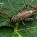 Verge Cricket - Photo (c) Danilo Hegg, all rights reserved, uploaded by Danilo Hegg