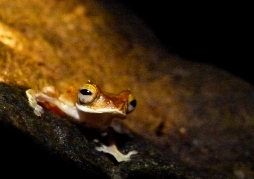 Rhacophorus gauni · iNaturalist Mexico