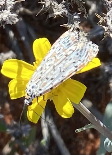 Crotalaria moth