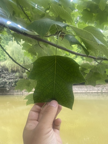 Chinese tulip tree