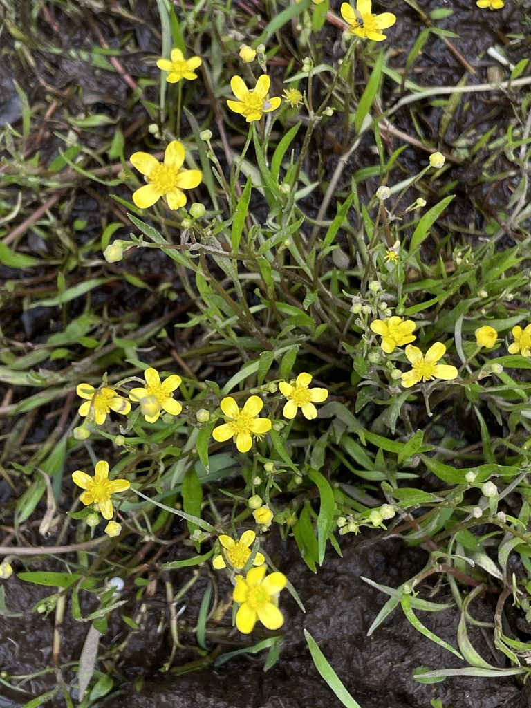 Lesser spearwort