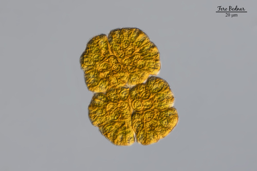 Botryococcus braunii