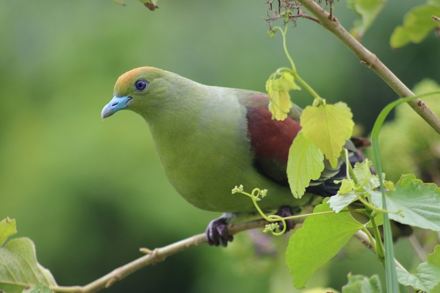 Whistling Green-Pigeon (Treron formosae) photo