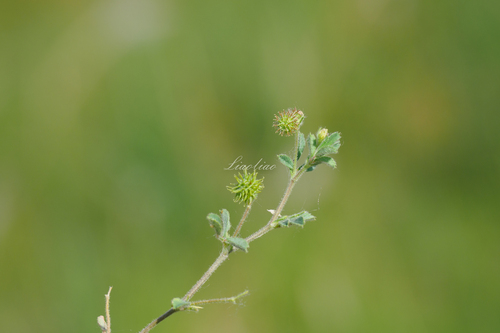 little bur-clover