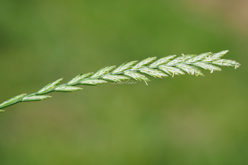 Perennial Ryegrass