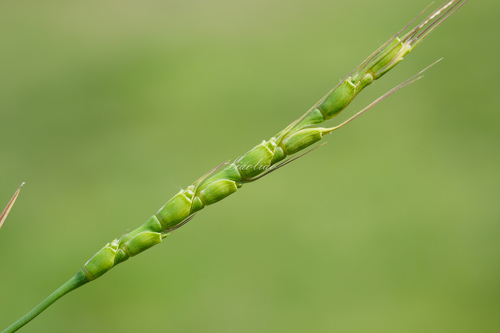Tausch's Goatgrass