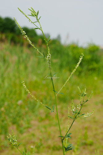 White Sweetclover