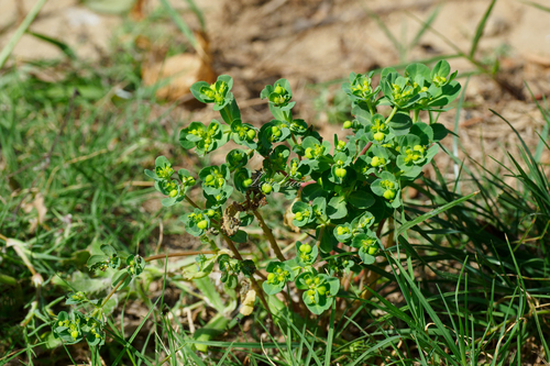 Sun spurge