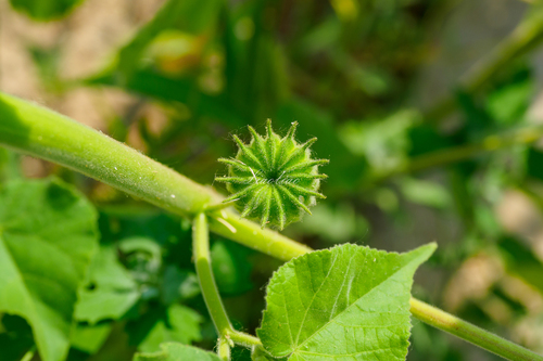 velvetleaf