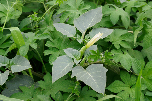 downy thorn-apple
