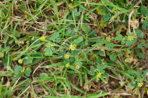 Black Medick
