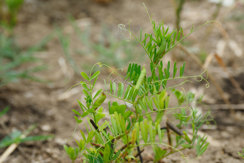 Common Vetch