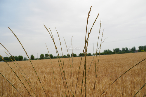 Perennial Ryegrass