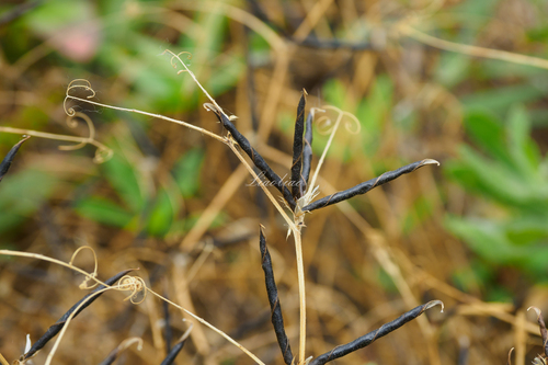 Common Vetch