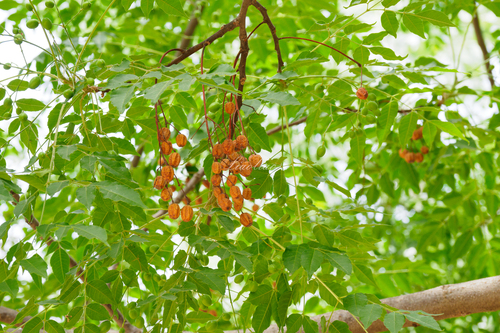 Chinaberry