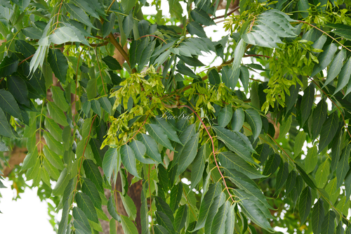 tree-of-heaven