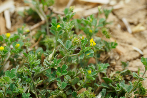 little bur-clover