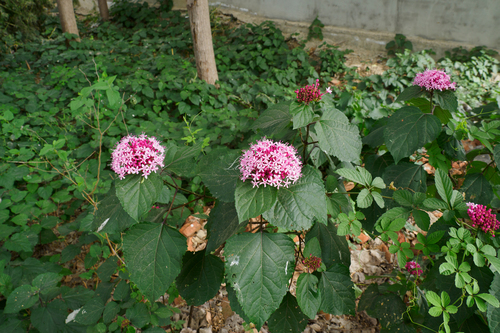 rose glorybower
