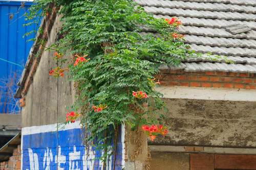 Hybrid Trumpet Vine