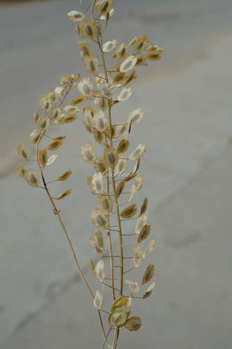 field penny-cress