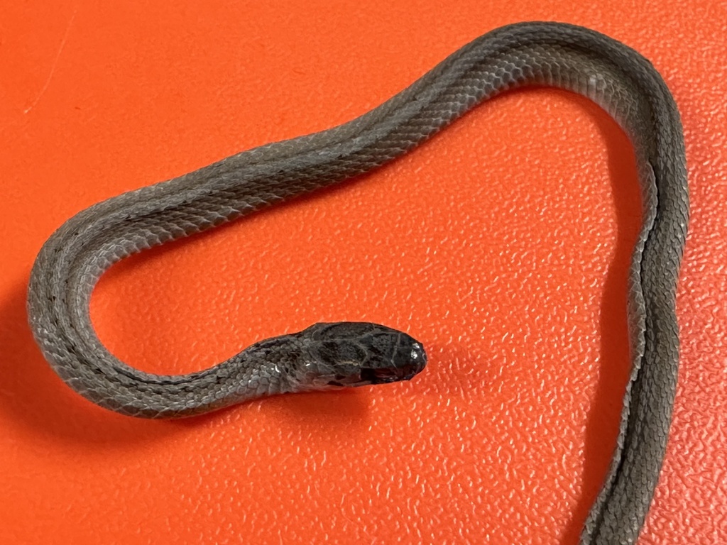 DeKay's Brownsnake from Tobacco Farm Way, Chapel Hill, NC, US on June 9 ...