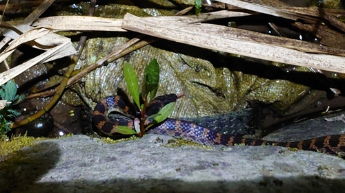 Red-banded Snake