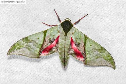 Callambulyx rubricosa Walker, 1856