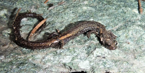 San Gabriel Slender Salamander