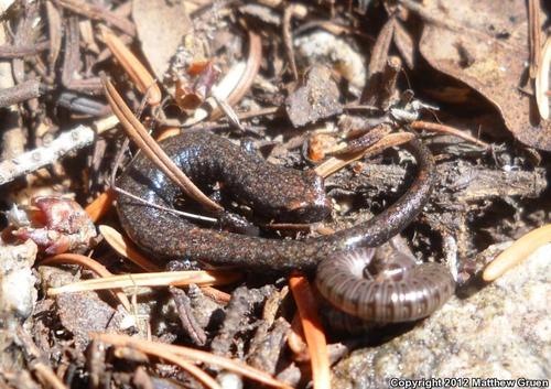 San Gabriel Slender Salamander