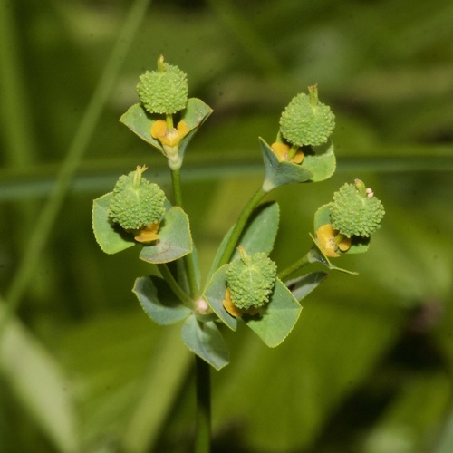 Euphorbia uliginosa