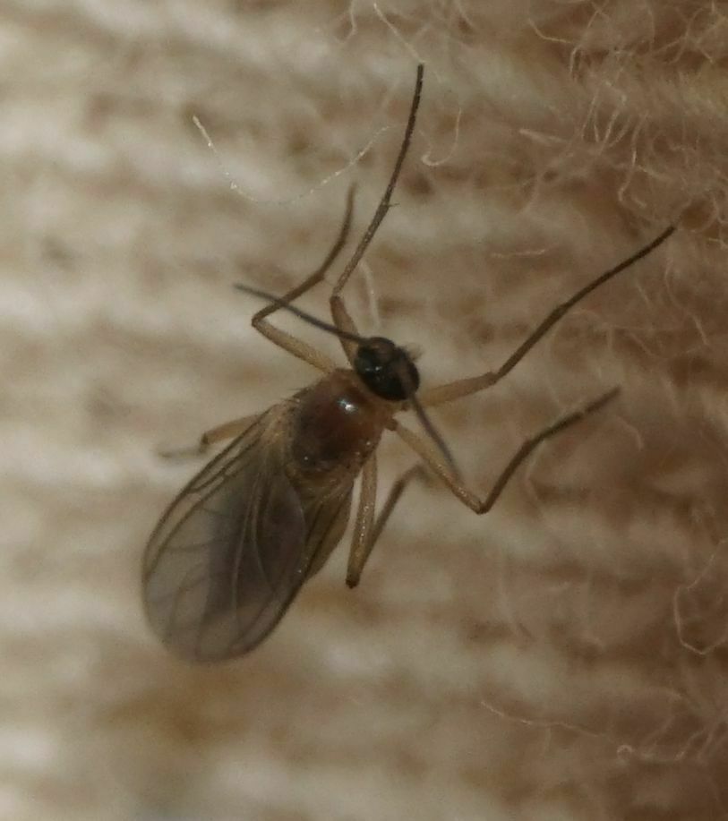 Dark-winged Fungus Gnats in June 2024 by Nomen novum · iNaturalist