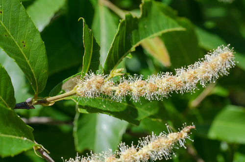 Allegheny Chinquapin