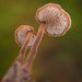 Earpick Fungus - Photo (c) Timothy Boomer, all rights reserved, uploaded by Timothy Boomer