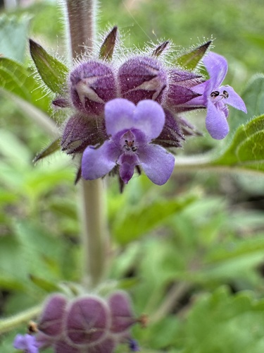 Marsypianthes chamaedrys