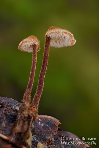 Earpick Fungus