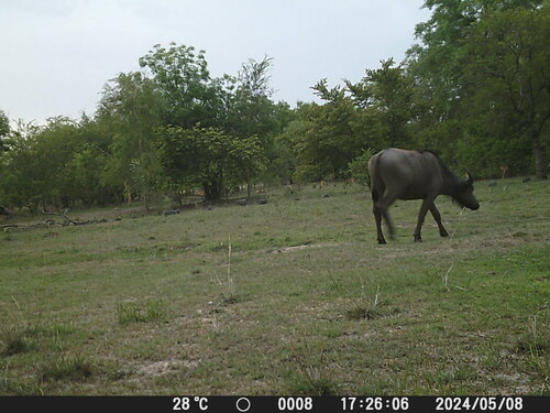 Sudanese Buffalo