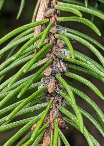 Green-striped Spruce Aphid