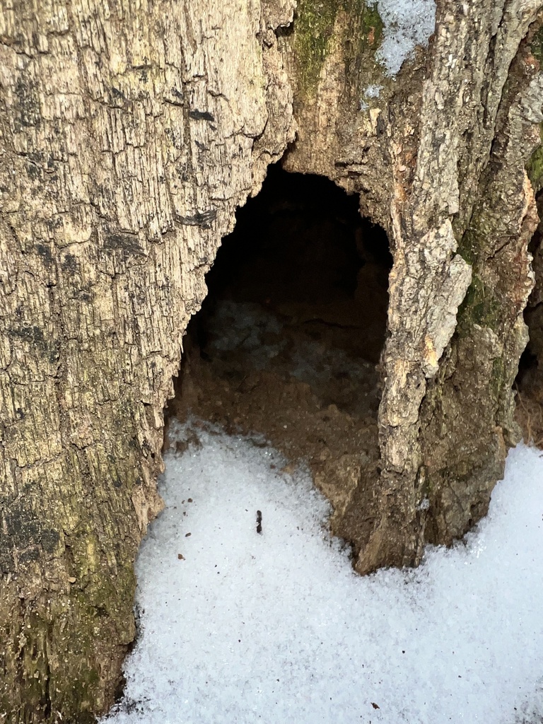 Brown Rat from Alice St, Dearborn, MI, US on March 13, 2022 at 02:29 PM ...