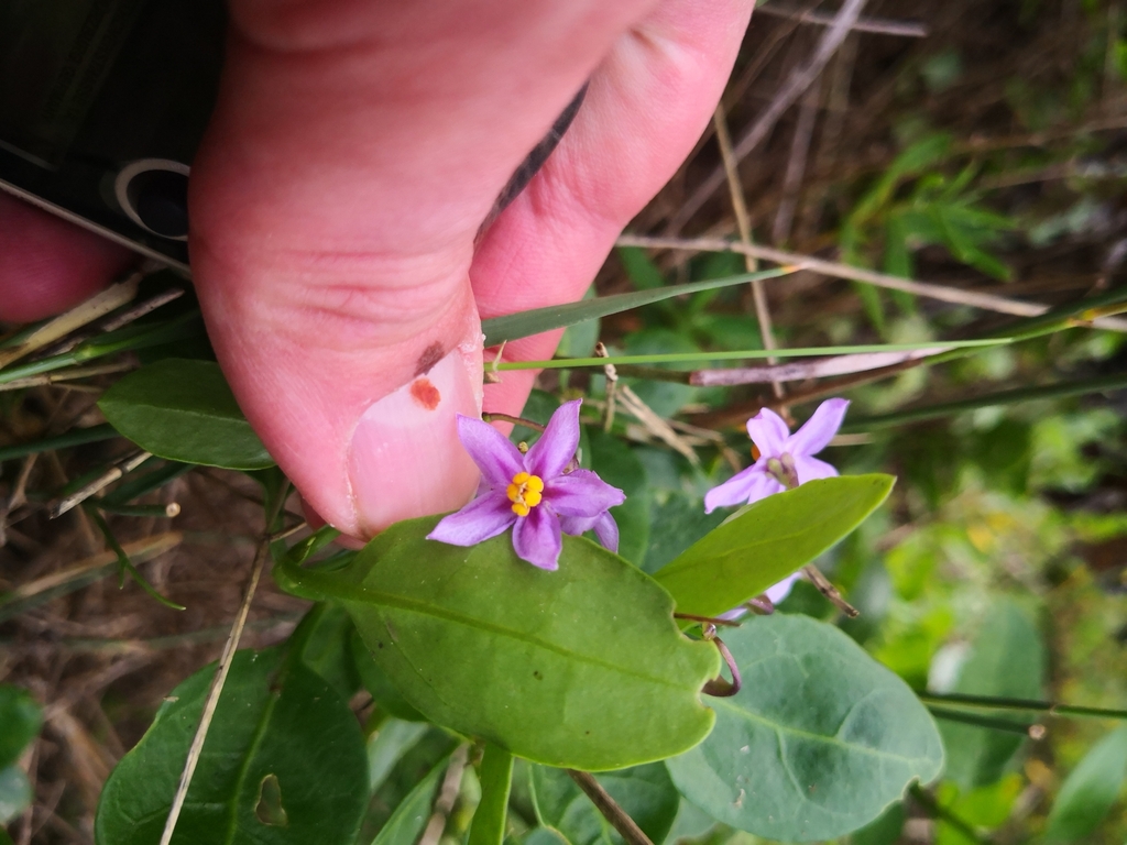 drunken berry from Leisure Island, Knysna, 6571, South Africa on May 30 ...