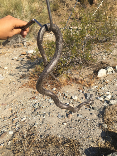 iNaturalist observation photo of Coastal Rosy Boa