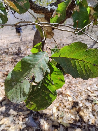 Quercus subspathulata