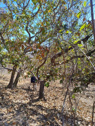 Quercus subspathulata