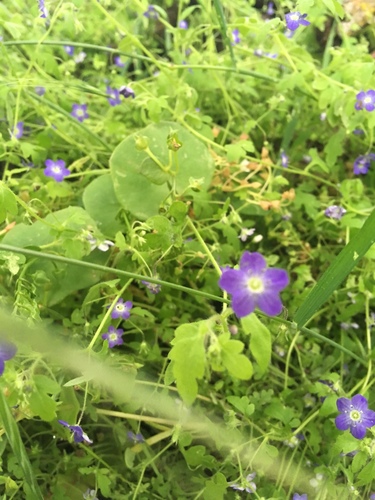 Nemophila pulchella var. pulchella