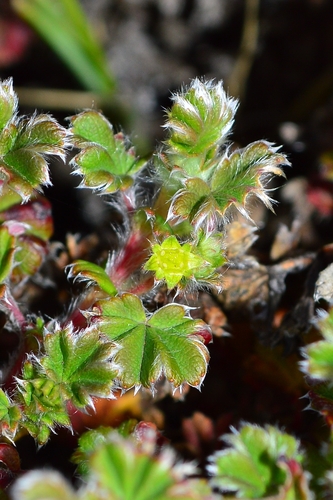 Alchemilla johnstonii
