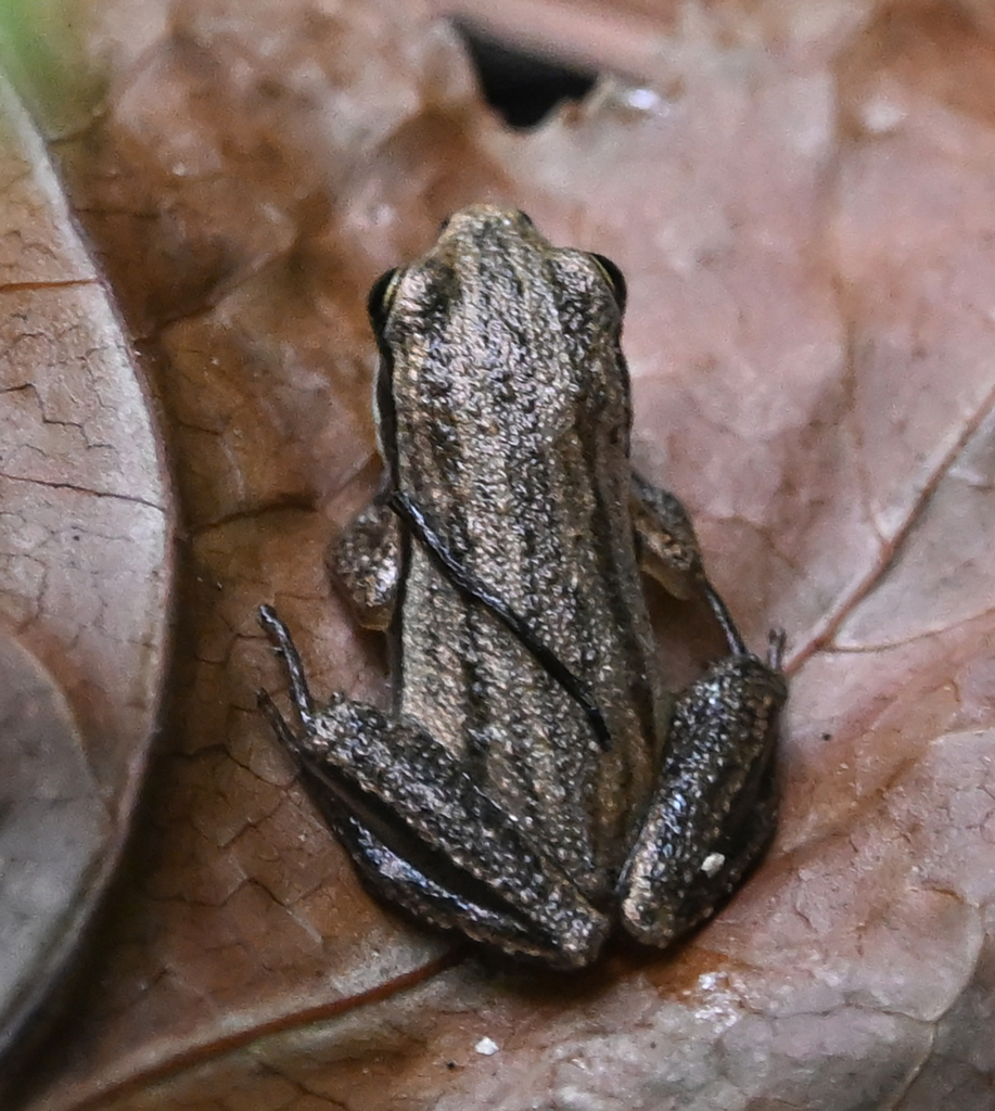 Brimley's Chorus Frog in June 2024 by Kelly Davis · iNaturalist