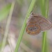 Neonympha helicta - Photo (c) Jack McDonough, todos los derechos reservados, subido por Jack McDonough