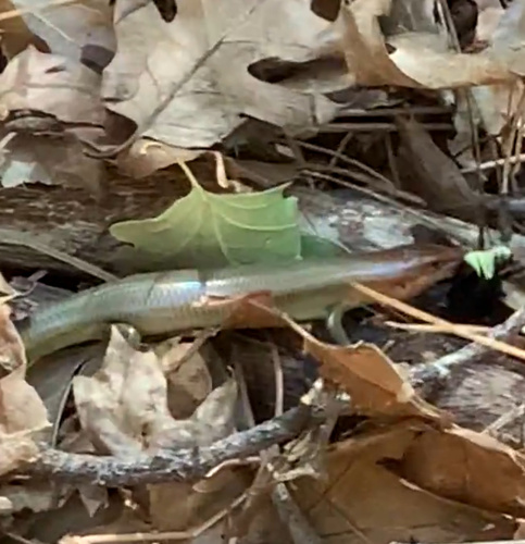 iNaturalist observation photo of Gilbert's Skink
