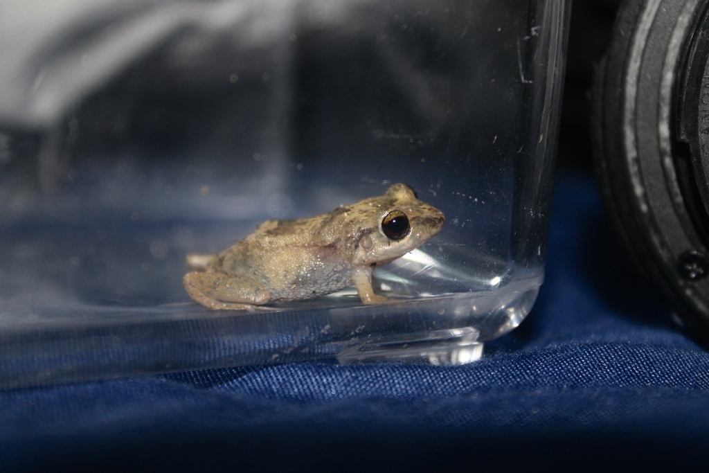 Rain Frogs from Sandys Parish, Bermuda on June 9, 2024 at 09:17 PM by ...