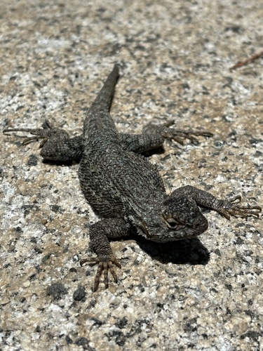 iNaturalist observation photo of Western Fence Lizard